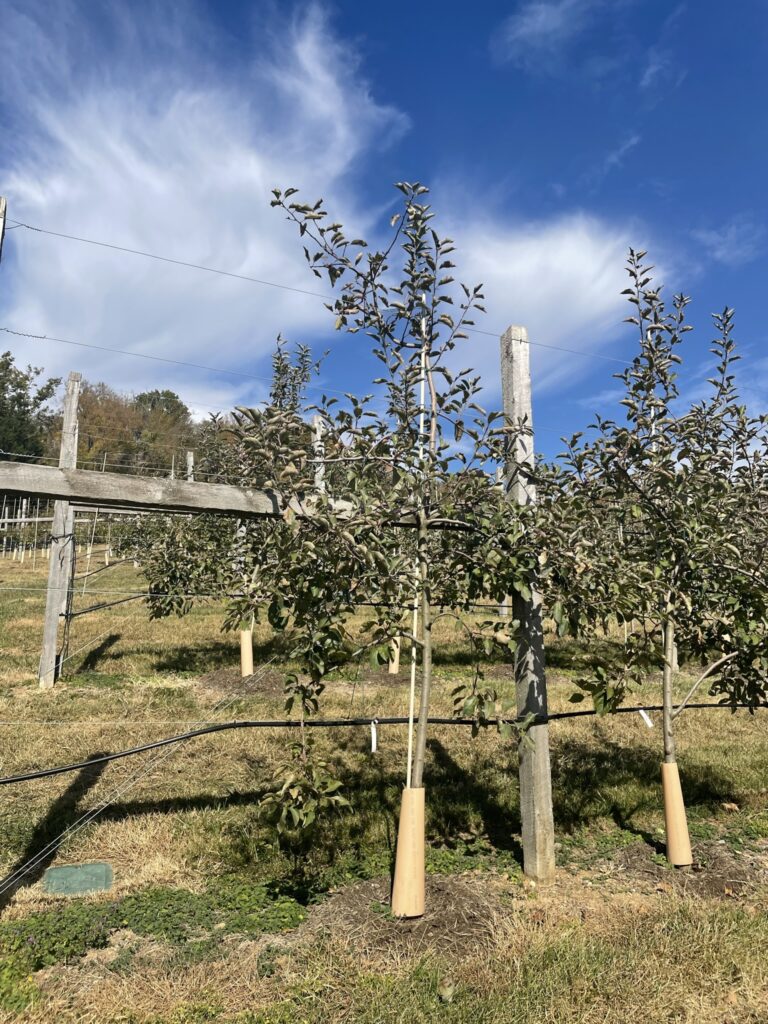 High Density Apple Orchard