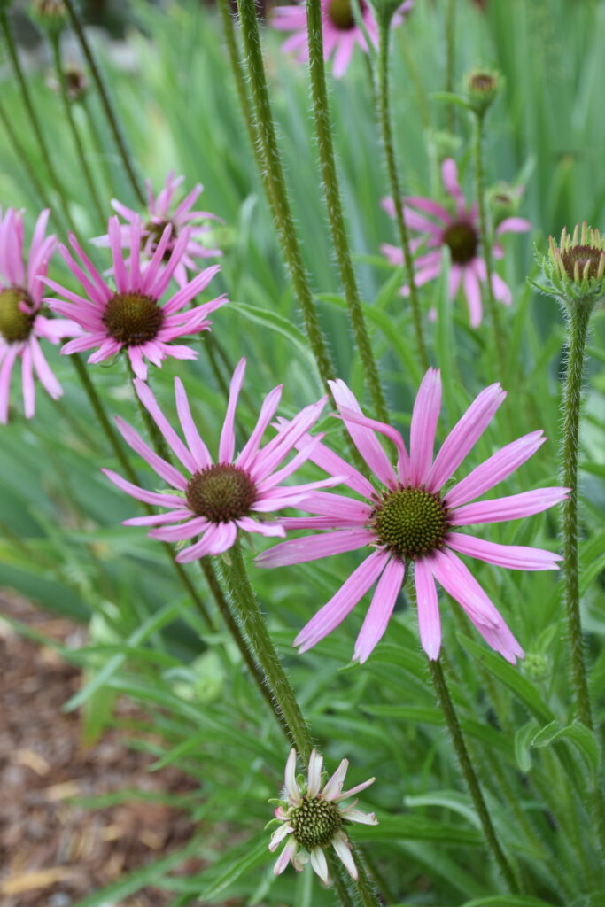 Tennessee Coneflower