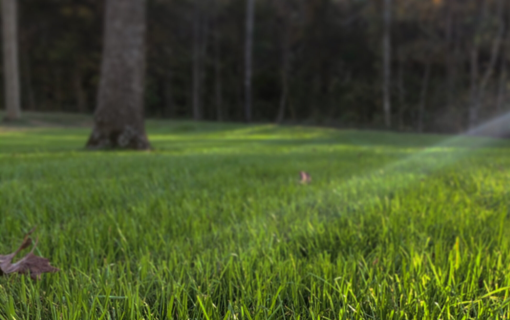 Turfgrass | UT Hort