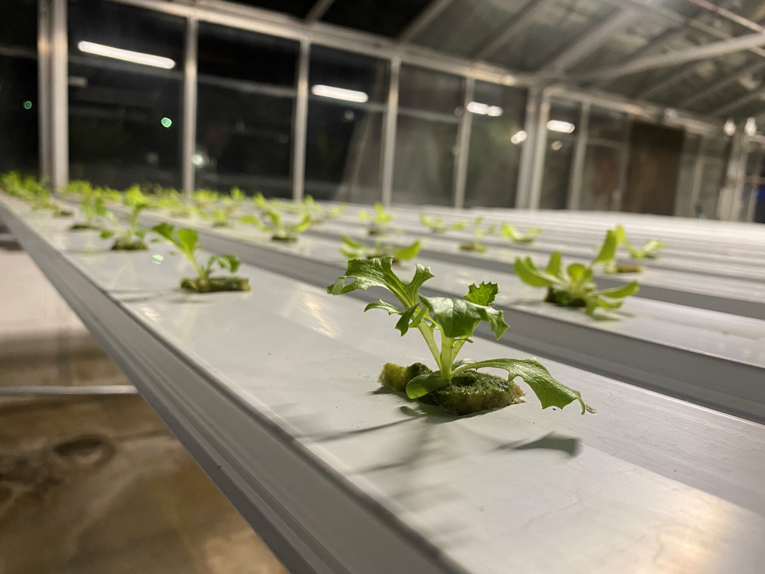 House Plants, Hydroponics, and Greenhouses UT Hort